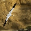 Terej australsky - Sula serrator - Australian Gannet - takapu 0039